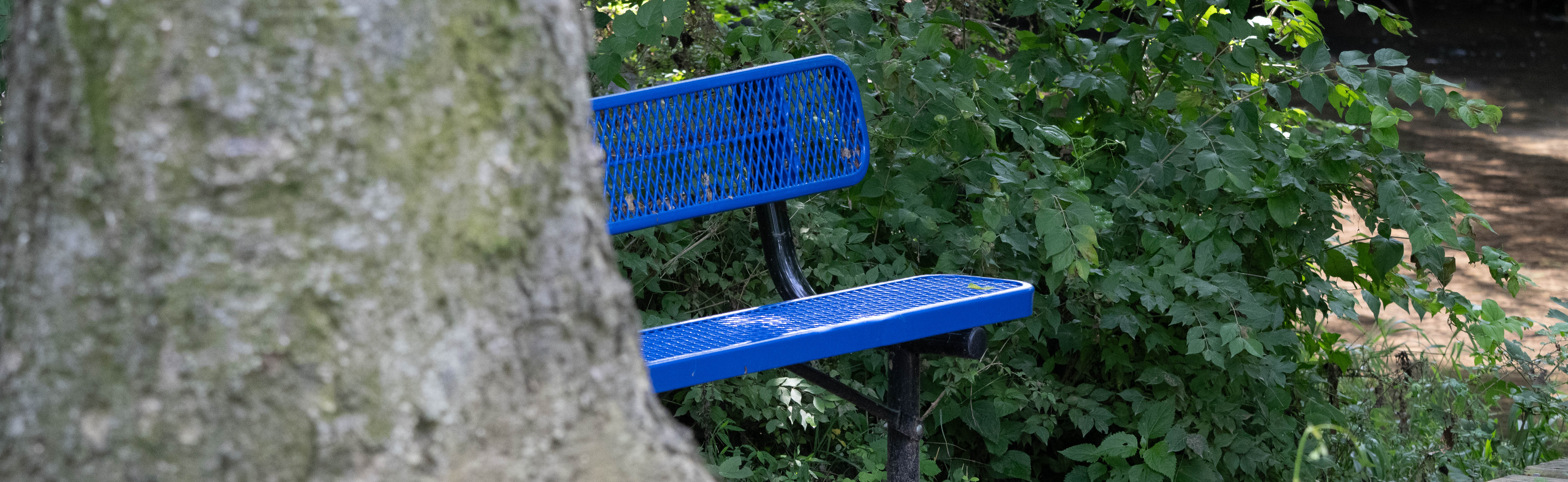 The Bench.